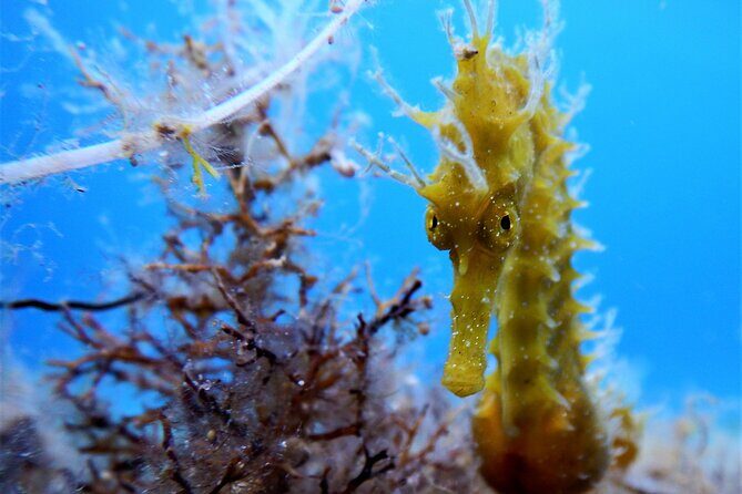 Discover Scuba Diving Adventure in Mykonos - Medical Check and Flying Timing: Plan Like a Pro