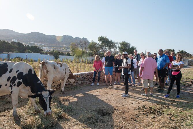 Mykonian Farm Experience - Pickup and transfers: the part to check twice