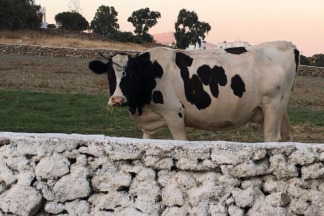 Mykonian Farm Experience - Cooking demonstration of two dishes (60–90 minutes): the hands-on payoff