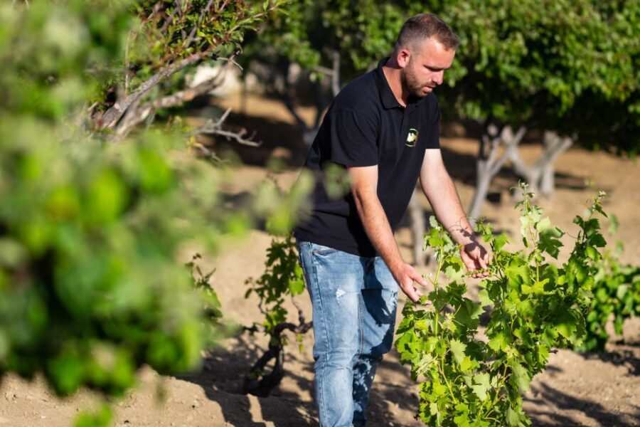 Mykonos: Winery Vineyard Experience with Food & Wine Tasting - From grape to bottle: what you’ll learn on the production walkthrough