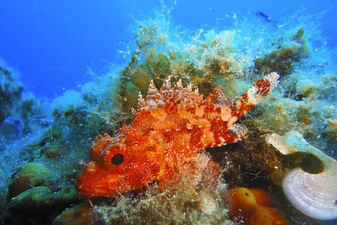 Qualified Diver 1 Tank Dive in Mykonos - Shore Entry vs. Boat: The One Detail That Can Make or Break Comfort